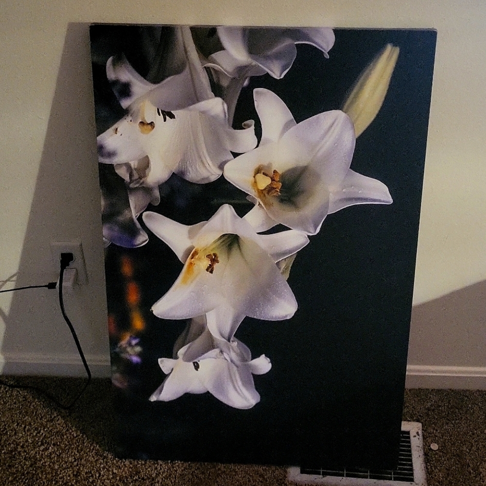 Beautiful canvas picture  brand new